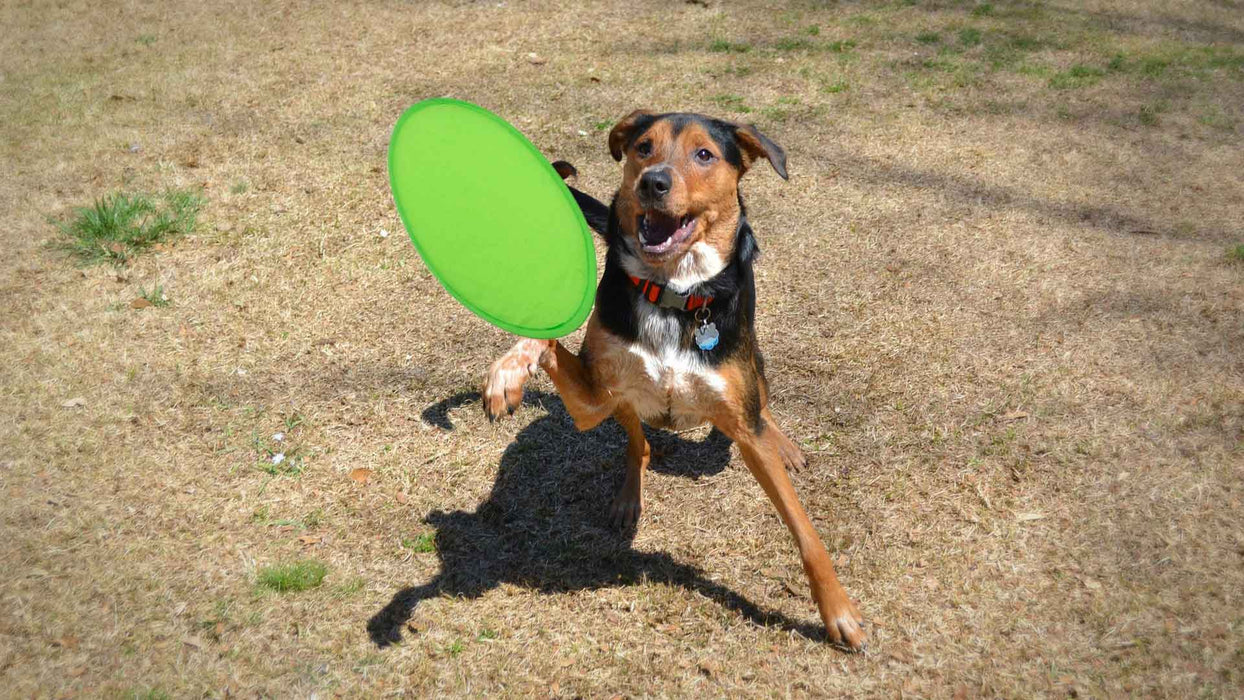 Watson Foldable Frisbee